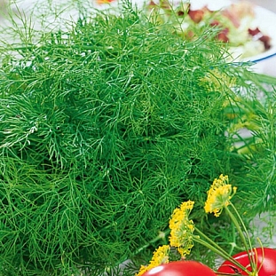 Семена Укроп Фаворит F1