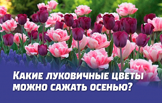 КАКИЕ ЛУКОВИЧНЫЕ ЦВЕТЫ МОЖНО САЖАТЬ ОСЕНЬЮ. ОСОБЕННОСТИ ПОСАДКИ КАКИЕ ЛУКОВИЧНЫЕ ЦВЕТЫ МОЖНО САЖАТЬ ОСЕНЬЮ. ОСОБЕННОСТИ ПОСАДКИ