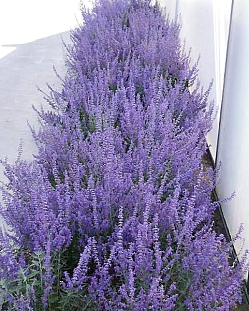 Перовския лебедолистная Лэйси Блю