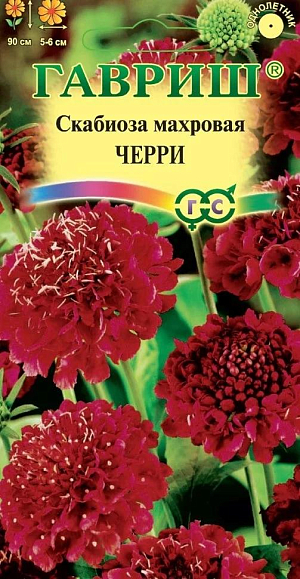 Крупноцветковая скабиоза - неприхотливое однолетнее растение из семейства Ворсянковых. Стебель прямой, разветвляющийся, высотой до 90 см. Прикорневые листья ланцетно-овальные, крупнозубчатые, стеблевые – супротивные, перисто-раздельные. Мелкие цветки собраны в головчатые соцветия диаметром 5-6 см. Соцветия густо- красные, махровые, на длинных прочных цветоносах, что особенно ценно для цветочных аранжировок. Предпочитает солнечнее места с плодородной рыхлой почвой. Размножают семенами: посев на рассаду — в феврале-марте; в открытый грунт — в апреле-мае, выдерживая расстояние между растениями 35-40 см. Идеально подходит для клумб, рабаток. В срезке стоит очень долго. Отлично переносит пересадку даже в цветущем состоянии.
