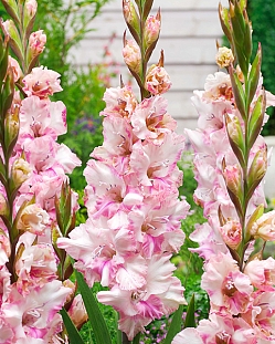 Гладиолус Краснодар