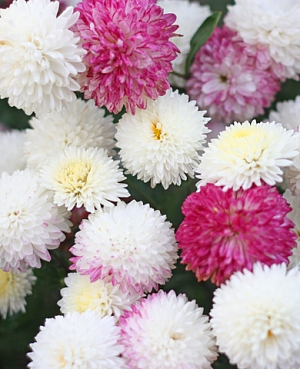 Хризантема корейская Умка