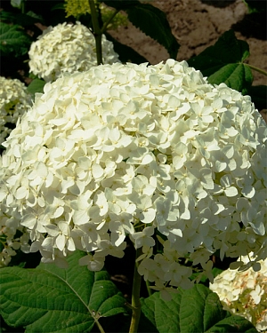 Гортензия древовидная Аннабель