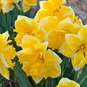 Нарцисс Банана Сплэш