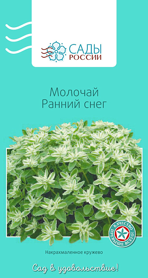 Молочай Ранний снег

Одна из самых популярных декоративных культур. Вся ценность и красота растения в необычной окраске верхних листьев. В период цветения их края белеют, а сами листья напоминают диковинный цветок. Теплолюбив. Работать с молочаем необходимо в перчатках.