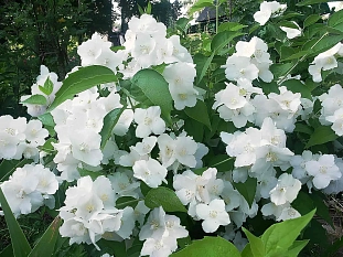 Жасмин Юннат