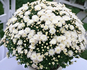 Хризантема мультифлора Вакита Вайт Хризантема мультифлора Вакита Вайт