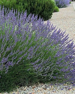Лавандин гибридный Гроссо