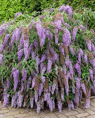 Буддлея Вистерия Лэйн