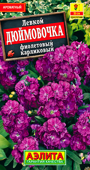Семена Левкой Дюймовочка карликовый фиолетовый.
<p>
 Левкой ДЮЙМОВОЧКА привлекает внимание крупными махровыми душистыми цветками. Он цветет намного продолжительней, чем другие сорта. Невысокий (не более 35 см.) компактный куст идеален для контейнерной культуры. С его помощью можно создать привлекательные композиции в местах отдыха – в саду у скамеек, на балконах, где вы оцените его сладкий аромат. Хорош он также в бордюрах и на альпийских горках. Агротехника проста: солнечное местоположение, не тяжелая, нейтральная по кислотности почва, регулярные поливы и периодические подкормки комплексным минеральным удобрением.
</p>
<p>
 Посев семян на рассаду в марте. При появлении всходов желательно снизить температуру и дать больше света. Пикировка в горшочки на стадии семядолей, через 10-12 дней после появления всходов. Левкой холодостоек, его можно высаживать в открытый грунт с начала мая. При высадке нужно постараться максимально сохранить ком земли на корнях. При посеве семян непосредственно в открытый грунт в конце апреля растения зацветут в конце лета.
</p>