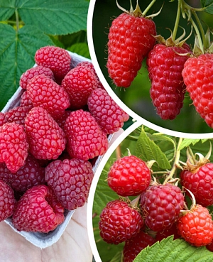 Саженцы Малина комплект №2 (Изобильная Казакова, Носорог,Помпончик)