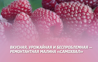 ВКУСНАЯ, УРОЖАЙНАЯ И БЕСПРОБЛЕМНАЯ: РЕМОНТАНТНАЯ МАЛИНА ''САМОХВАЛ'