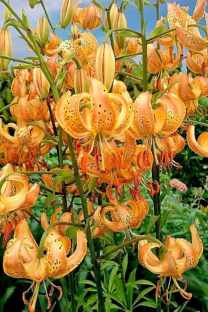 Лилия кудреватая (мартагон) Пеппард Голд