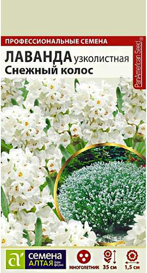 Семена Лаванда английская "Снежный колос".<br>
Один из наиболее стойких многолетников. Сильноветвистый вечнозеленый полукустарник высотой 30-35 см, листья и цветки которого обладают специфичным очень приятным ароматом. Небольшие голубовато-белые цветки собраны в прерванные колосовидные соцветия. Цветет в год посева. Применяется для обсадки газонов, также выращивается как горшечная культура. Солнцелюбива, морозостойка. Предпочитает лёгкие, хорошо дренированные бедные почвы с эпизодическим поливом. Не выносит переувлажнения и застоя воды. Компактный размер куста позволяет растению лучше уходить под снег. Можно использовать лапник для задержания снега, но не плёнку. Семенам перед посевом необходима предварительная стратификация: их нужно смешать с влажным песком и поставить в холодильник на 1-3 месяца. Посев на рассаду в феврале-марте. Проще высеять семена в почву в ноябре, перед наступлением устойчивых морозов, тогда они пройдут естественную стратификацию и равномерно взойдут.