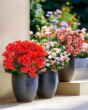 Набор бегоний элатиор №3