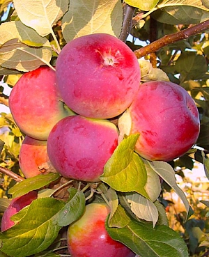 Саженцы Яблоня Анютины глазки