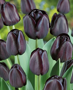 Тюльпан Квин оф Найт