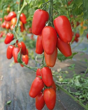 Томат Тезоро F1