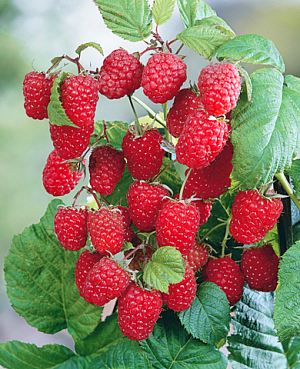 Саженцы Малина Атлант