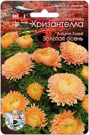Семена астра Хризантелла Золотая осень.<br>
<div>
 <br>
 Профессиональная серия для срезки .Сочетание качества и стойкости хризантемы и очарование астры .Соцветия диаметром от 12 до 15 см, настолько прочные, что не повреждаются любым дождем .Мощная корневая система обеспечивает устойчивость к полеганию.<br>
 <br>
 Новейшее направление в селекции и качестве астры, выращиваемой из семян.
</div>
<p>
 Удалось получить сочетание качества и стойкости хризантемы и очарование астры.
</p>
<p>
 Впервые представляется селекционная группа астры, объединенная не только общими ботаническими признаками, но и впечатлением, ассоциациями и переживаниями.
</p>
<p>
 Хризантелла – настроение, воплощенное в цветке.Форма цветка и расцветка подтверждена грунт-контролем данной партии. Однородность растений обеспечена калибровкой семян.
</p>
<p>
 Высота растения 60-80 см., стебель толстый и жесткий, активно формирует цветоносы второго порядка, которые дают 10-15 цветков на куст.
</p>
<p>
 Посев: апрель-начало мая для цветения в августе-сентябре. Семена равномерно распределяют по поверхности подготовленного стерильного (для избежания поражения сеянцев черной ножкой) грунта, слегка присыпают субстратом, полив теплой водой.Прорастание: 12-16 дней при температуре 15-16 °С.
</p>
<p>
 Пикировка: в фазе 2-3 настоящих листьев растения пикируют в горшки диаметром 6 см. Оптимальная температура при выращивании 14-16°С.
</p>
<p>
 Высадка в грунт: рассаду высаживают в грунт в возрасте 40-50 дней. При высадке рекомендуется схема 15x20 см., 32 растения на м кв.
</p>
<p>
 Особенности: не рекомендуется выращивать астры на одном месте более одного года. Не допускать плотных посадок, чтобы избежать поражения грибковыми заболеваниями.<br>
</p>
 <br>