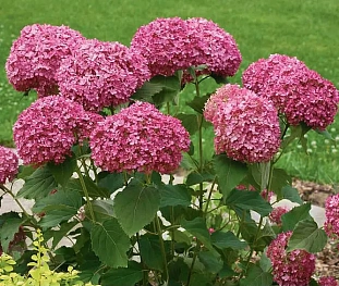 Гортензия древовидная Руби Аннабель