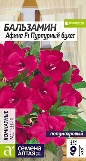 Семена Бальзамин "Афина Пурпурный букет".<br>
Очаровательный комнатный многолетник, все чаще выращиваемый садоводами в открытом грунте, как летник. Бальзамины серии Афина формируют компактные кустики высотой до 30 см, усыпанные крупными полумахровыми пурпурными цветками, благодаря чему создается впечатление яркого ковра в саду. Отлично подходит для создания композиций в саду, украшения балконов и веранд. Растение теплолюбивое, в открытом грунте при наступлении холодных ночей увядает. Предпочитает слегка затененные места в саду или комнате. Посевы на рассаду проводят в конце февраля - марте. Подойдет любая хорошо дренированная почва. Сеют поверхностно, не заделывая - для прорастания семенам нужен свет. Для получения наилучшего результата посев рекомендуем проводить в торфяные таблетки (одно семя в таблетку). Посевы увлажняют, накрывают стеклом (до появления всходов), периодически проветривая, и помещают в светлое место, избегая попадания прямых солнечных лучей. При температуре +23°С всходы появляются через 2-3 недели. После появления первых петелек температуру снижают, днем нужно поддерживать +18°C, а ночью +16°C. На данном этапе рассада нуждается в хорошем освещении, необходимая длина светового дня – не менее 12-14 часов, поэтому растения нужно досвечивать фитолампами. После появления 2-х настоящих листиков сеянцы пикируют в отдельные горшки, обеспечив дренаж. Делают это аккуратно, чтобы не повредить корни растений. В открытый грунт рассаду высаживают в мае-июне, когда минует угроза весенних заморозков, посадочный интервал 25-30 см. Цветение обильное и продолжительное, с июня до осенних холодов.