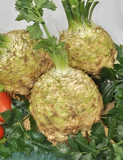 Сельдерей Пражский Гигант корневой