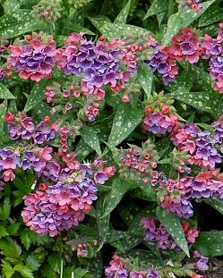 Медуница Расберри Сплэш