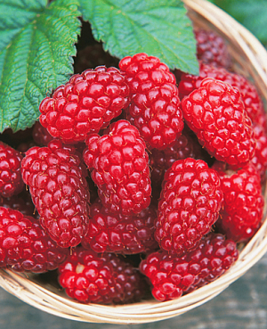 Саженцы Малина Новость Миколайчика