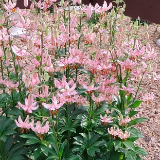 Лилия кудреватая (мартагон) Пинк Морнинг
