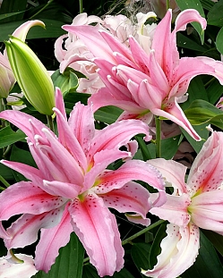 Лилия восточная махровая Брокен Харт