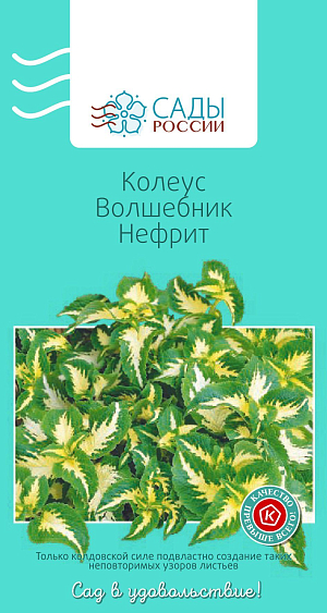 Колеус Волшебник Нефрит

В последнее время колеус все чаще используется в однолетней культуре в садовом дизайне как великолепное листовое декоративное растение. Оптимальная температура для выращивания рассады 22–24 °С. Чтобы сформировать красивый кустик колеуса, надо обязательно прищипывать верхушки побегов. Теплолюбив