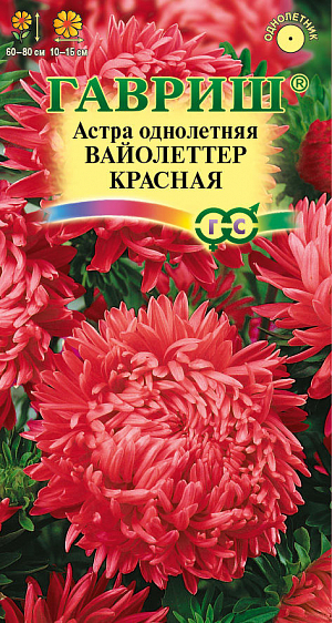 Семена Астра Вайолеттер красная <br>
 <br>
 Растение колонновидное, с 10-12 цветоносами, высотой до 80 см. Соцветия пионовидные, округлые, состоящие из длинных язычковых розово-красных цветков, завихряющихся к центру. Для выращивания подходят хорошо освещенные участки с плодородной суглинистой или супесчаной почвой. Астры обладают высокой холодостойкостью – хорошо переносят заморозки до -3-4°C. Выращивают, чаще всего, рассадным способом. Используются для получения срезки и оформления участка.<br>
 <br>