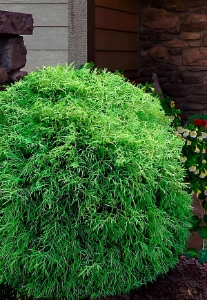 Туя западная Мистер Боулинг Болл