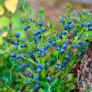 Саженцы Черника обыкновенная