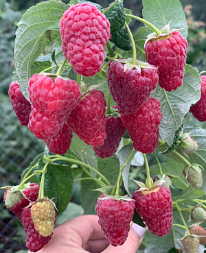 Саженцы Малина Васёна