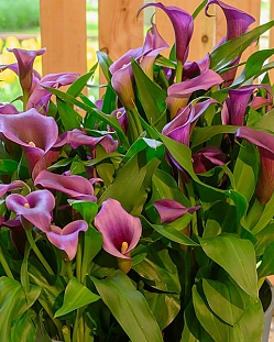 Калла Пако