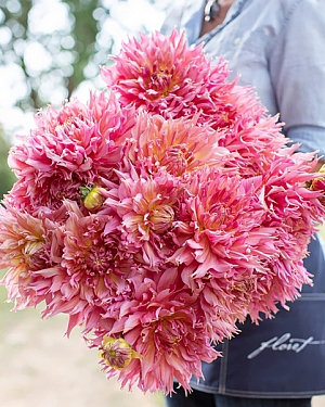 Георгин бахромчатый Омега