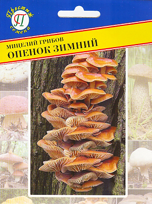 Мицелий грибов Опёнок зимний