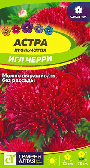 Семена Астра "Черри Игл".<br>
Очаровательное однолетнее растение с крупными шаровидными игольчатыми соцветиями. Растение пирамидальной формы устойчивое, крепкое, высотой 60-70 см. Соцветия густомахровые игольчатые, диаметром 10-12 см, имеют насыщенный цвет и тонкий аромат. Среднее количество одновременно раскрытых соцветий на одном растении 5-6 шт. Отлично смотрится в высоком бордюре, на смешанной клумбе или в групповой посадке на газоне, а в срезке она просто восхитительна! Холодостойкое, светолюбивое растение, может расти в полутени. Хорошо растет на обычной садовой почве без свежей органики, кислые почвы необходимо нейтрализовать известью. Семена на рассаду высевают в марте-апреле, глубина заделки 0,5 см. Посевы содержат при температуре +15-18°С. Сеянцы пикируют с появлением первой пары настоящих листочков. В открытый грунт рассаду высаживают во второй половине мая. Перед высадкой в открытый грунт её закаливают в течение 1-2 недель, снизив температуру до +10°С. Схема посадки 30×30 см. Возможен посев семян в открытый грунт в конце апреля под временное укрытие на глубину 0,5-1,0 см (с последующим прореживанием всходов), или под зиму (в конце октября) на глубину 3 см. Сверху посевы мульчируют торфом или опилками слоем 3-5 см. Весной посевы раскрывают. Цветение длится с июля до конца сентября.