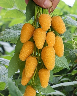 Малина ремонтантная Светлячок