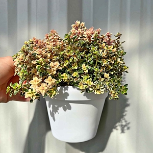 Тимьян лимоннопахнущий Фоксли