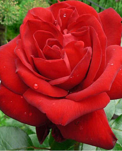Роза чайно-гибридная Ред Сан
