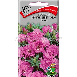 Годеция Крупноцветковая Катлея