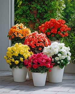 Набор бегоний элатиор Королевский