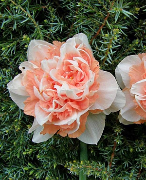 Нарцисс Пинк Парадайз