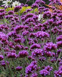 Вербена бонарская (буэнос-айресская)