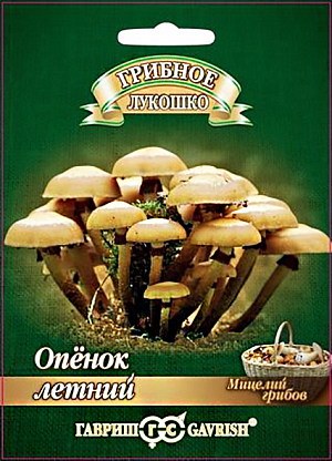 Мицелий грибов Опенок летний 