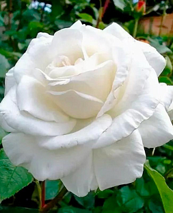 Роза чайно-гибридная Аннапурна 