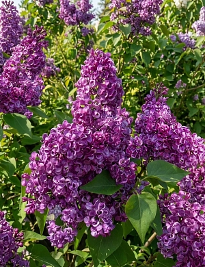 Сирень обыкновенная Бесконечность